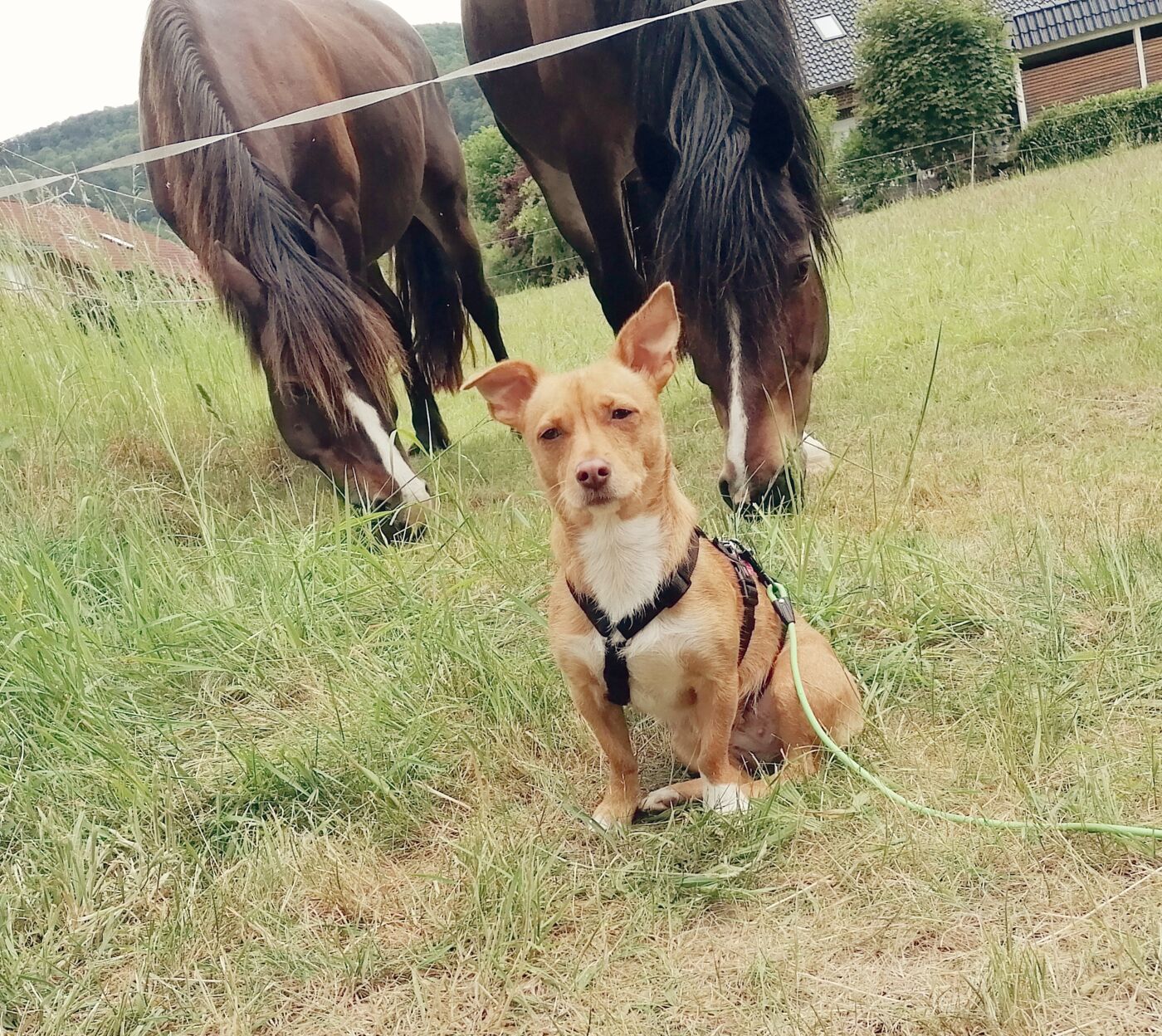 Hund und Pferd von Monika Barth geben ihr Unterstützung